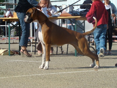 des Oriannas - Animalia Lausanne